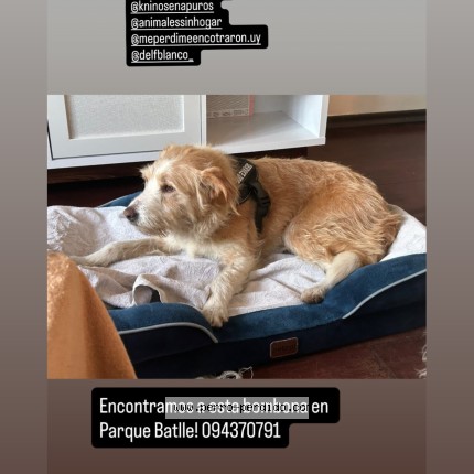 Foto de perro encontrado en Parque Batlle