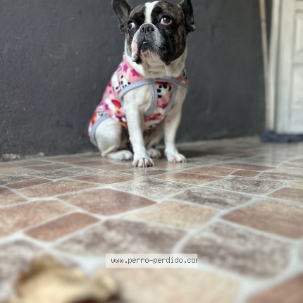 Foto 1/1 SIMONA Perro perdido en Moron