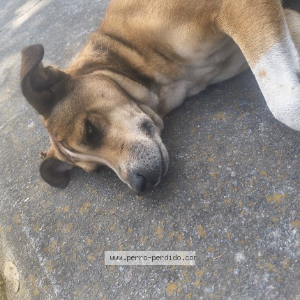 Foto 1/1 Perro encontrado Encontrado en Ciudad Universitaria