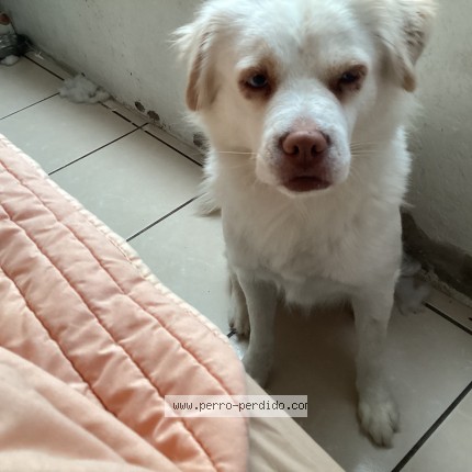Foto 1/1 Bianca Perro perdido en Tijuana