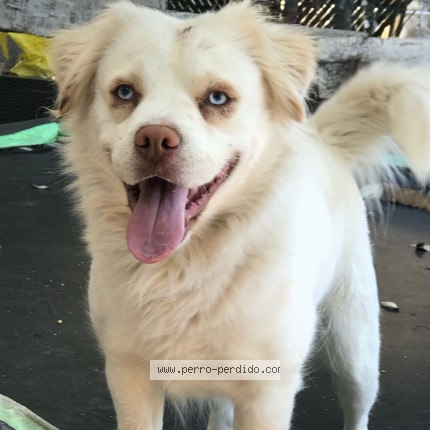 Foto 1/1 Bianca Perro perdido en Tijuana