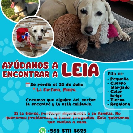 Foto 1/1 LEIA Perro perdido en Maipu