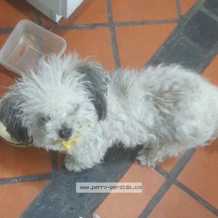 Foto 1/1 mora Perro perdido en Monte Grande Esteban Echeverria