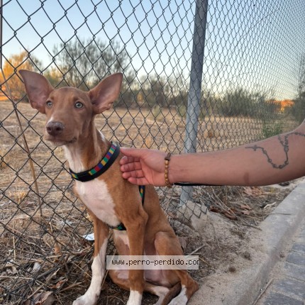 Foto 1/1 Coco Perro perdido en Boadilla Del Monte