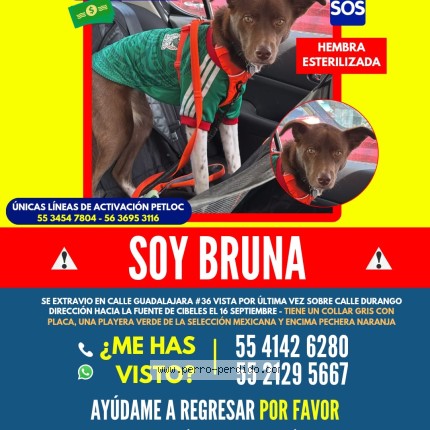 Foto 1/1 Bruna Perro perdido en Mexico D F