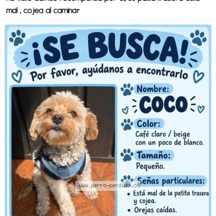 Foto de perro perdido en Naucalpan De Juarez