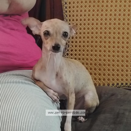 Foto de perro perdido en Veracruz