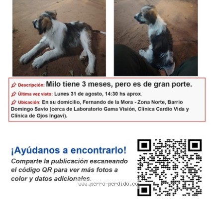 Foto 1/1 MILO Perro perdido en Fernando De La Mora