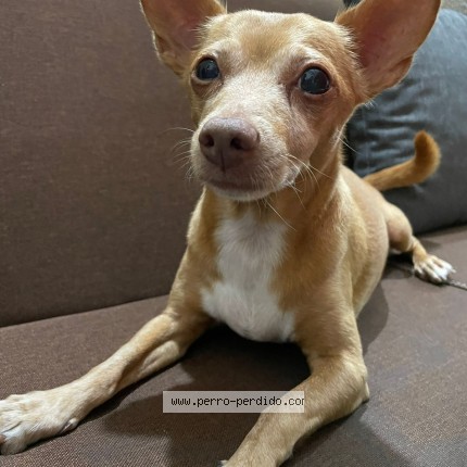 Foto de perro perdido en Rancho De Playa San Diego