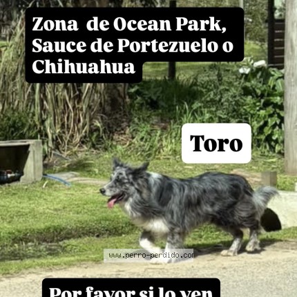 Foto 1/1 Toro Perro perdido en Ocean Park
