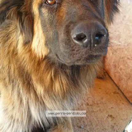 Foto 1/1 tawsen Perro perdido en Mostazal
