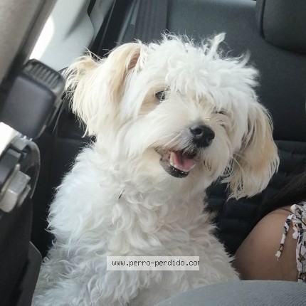 Foto 1/1 Chiflus Perro perdido en Leon Gto