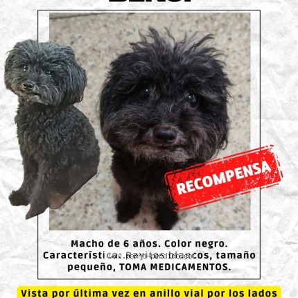 Foto 1/1 Benji Perro perdido en Cucuta