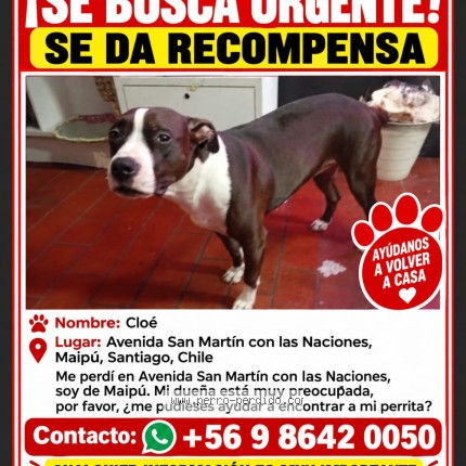 Foto 1/1 Kloe Perro perdido en Maipu