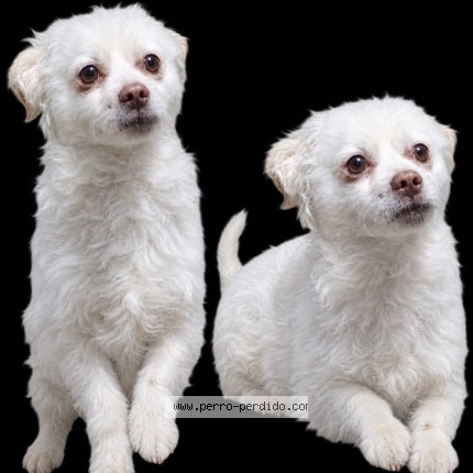 Foto 1/1 Amir Perro perdido en El Alto