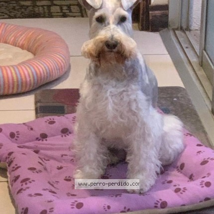 Foto 1/1 Fifi Perro perdido en Curridabat Sanchez