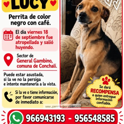 Foto 1/1 Lucy Perro perdido en Conchali
