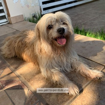 Foto 1/1 Perro encontrado Encontrado en Carolina