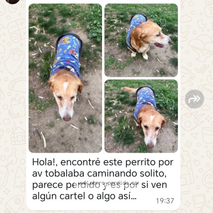 Foto 1/1 Perro encontrado Encontrado en Penalolen