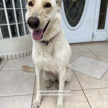 Foto 1/1 Luna Perro perdido en Lares