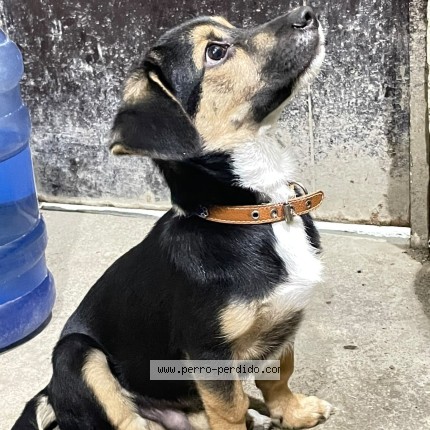 Foto 1/1 Ayko Perro perdido en Tacala Castilla Piura