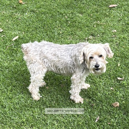 Foto 1/1 MORGAN Perro perdido en Sto Domingo Ocotitlan