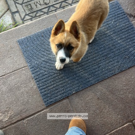 Foto 1/1 zuky Perro perdido en Coquimbo