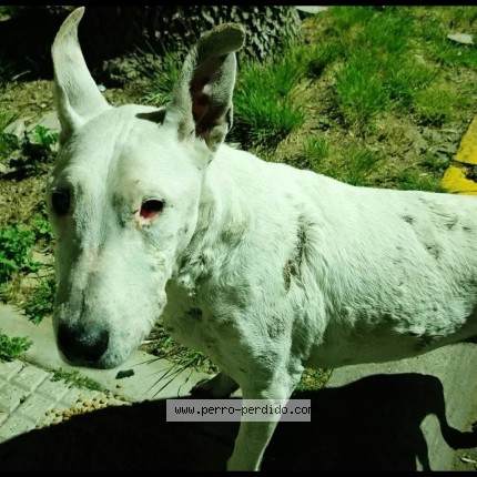 Foto 1/1 lola Perro perdido en Capital Federal