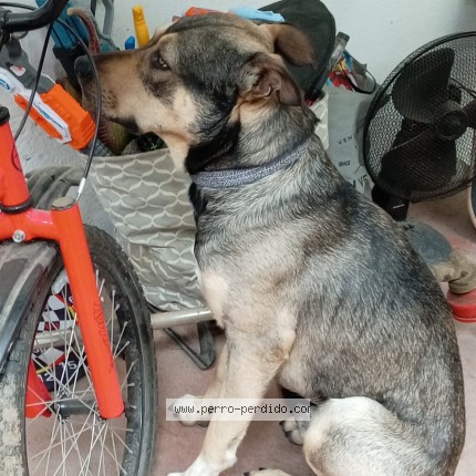 Foto 1/2 Perro encontrado Encontrado en Montevideo