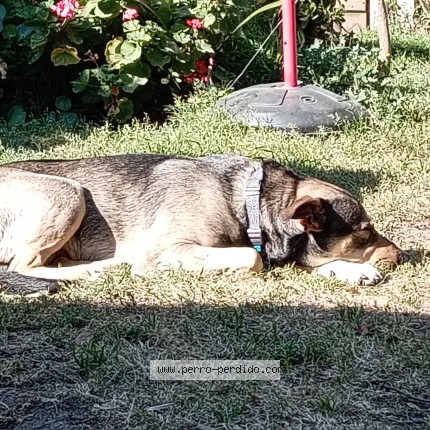 Foto 2/2 Perro encontrado Encontrado en Montevideo
