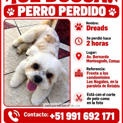 Foto 2/2 dreads Perro perdido en Lima