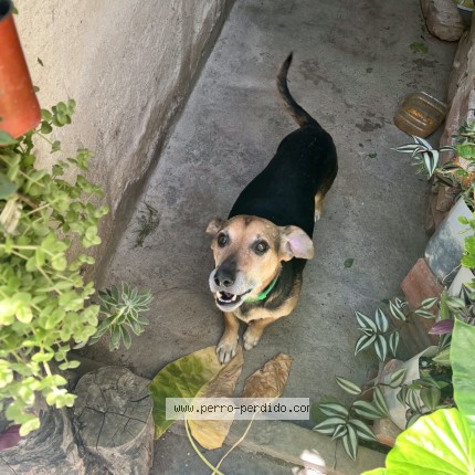 Foto 1/1 Ringo Perro perdido en Cafayate