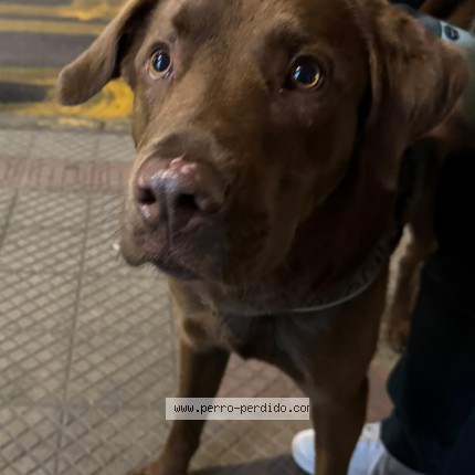 Foto 1/1 Perro encontrado Encontrado en Santiago