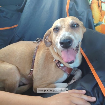 Foto 1/1 Gorda Perro perdido en Irapuato
