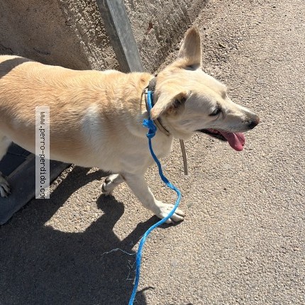 Foto 1/1 Perro encontrado Encontrado en Murcia