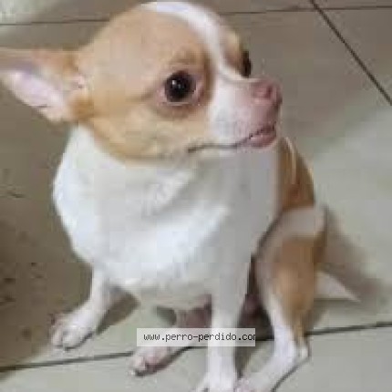 Foto 1/1 MARIA CONCHITA Perro perdido en Guayaquil