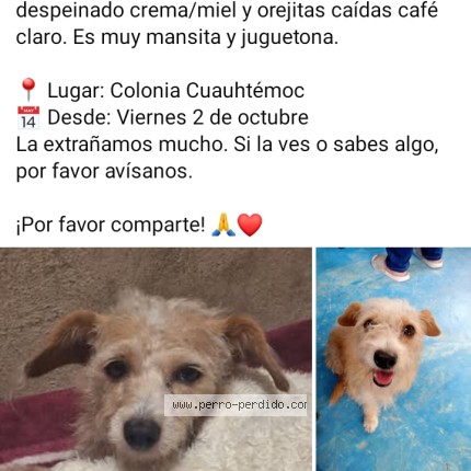 Foto 1/1 LOLA Perro perdido en Cuitlahuac