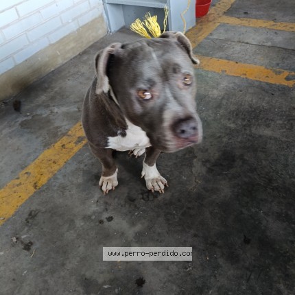 Foto 1/1 Perro encontrado Encontrado en Miguel Hidalgo