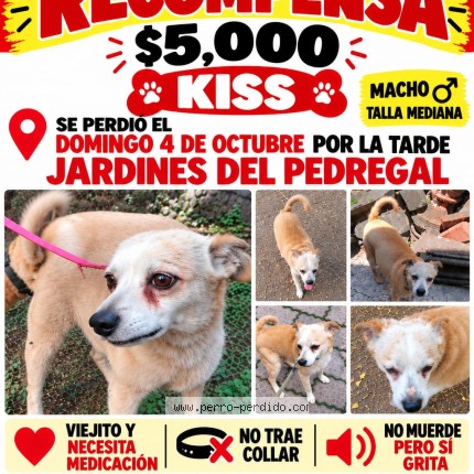 Foto 1/1 kiss Perro perdido en Cdmx