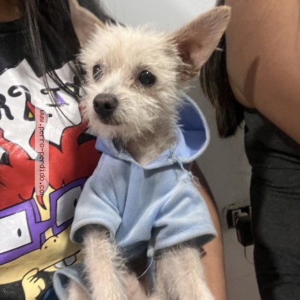 Foto 1/1 coco Perro perdido en Santiago