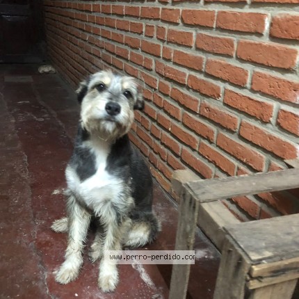 Foto 1/1 Perro encontrado Encontrado en Santa Cruz De La Sierra