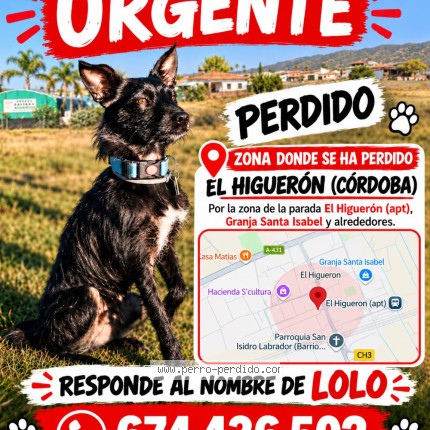 Foto 1/1 Lolo Perro perdido en Cordoba