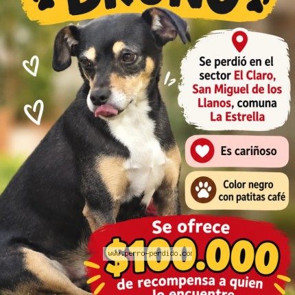 Foto 1/1 Bruno Perro perdido en Comuna La Estrella