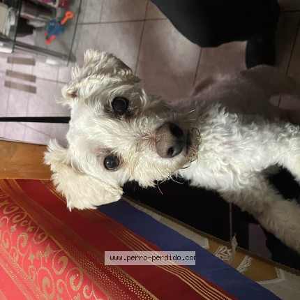 Foto 1/1 Perro encontrado Encontrado en Nunoa