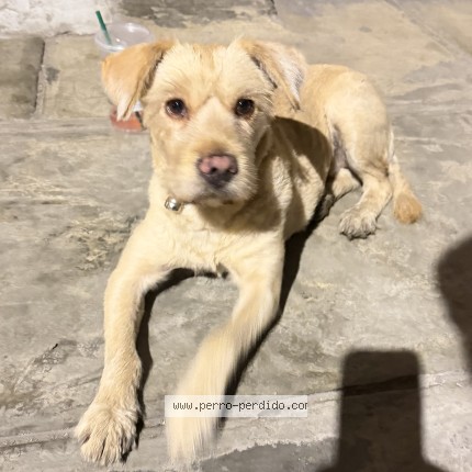 Foto 1/1 Perro encontrado Encontrado en Lima
