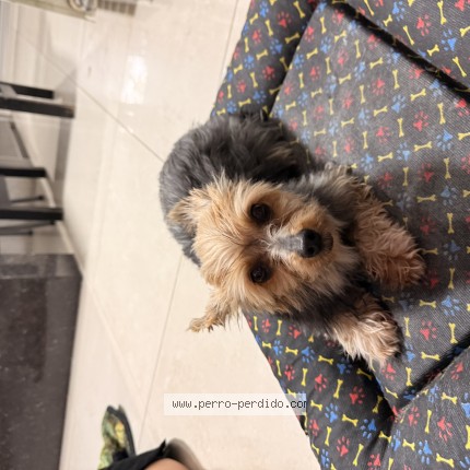 Foto 1/1 Perro encontrado Encontrado en Burzaco