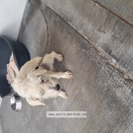 Foto 1/1 Perro encontrado Encontrado en Queretaro