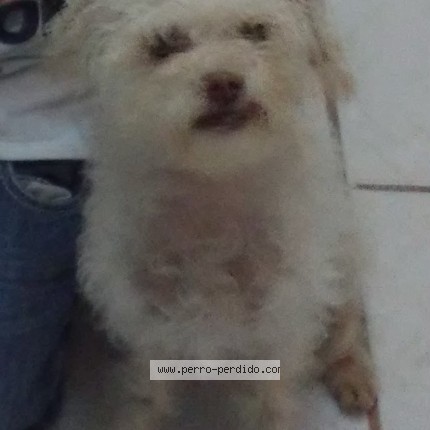 Foto 1/1 Dugui Perro perdido en Leon