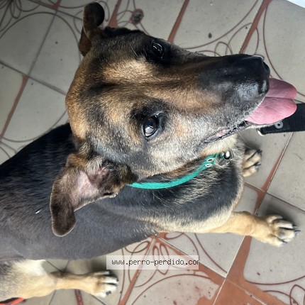 Foto 1/1 Perro encontrado Encontrado en San Antonio De Padua
