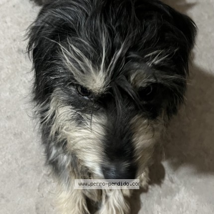 Foto 1/1 Perro encontrado Encontrado en Salta